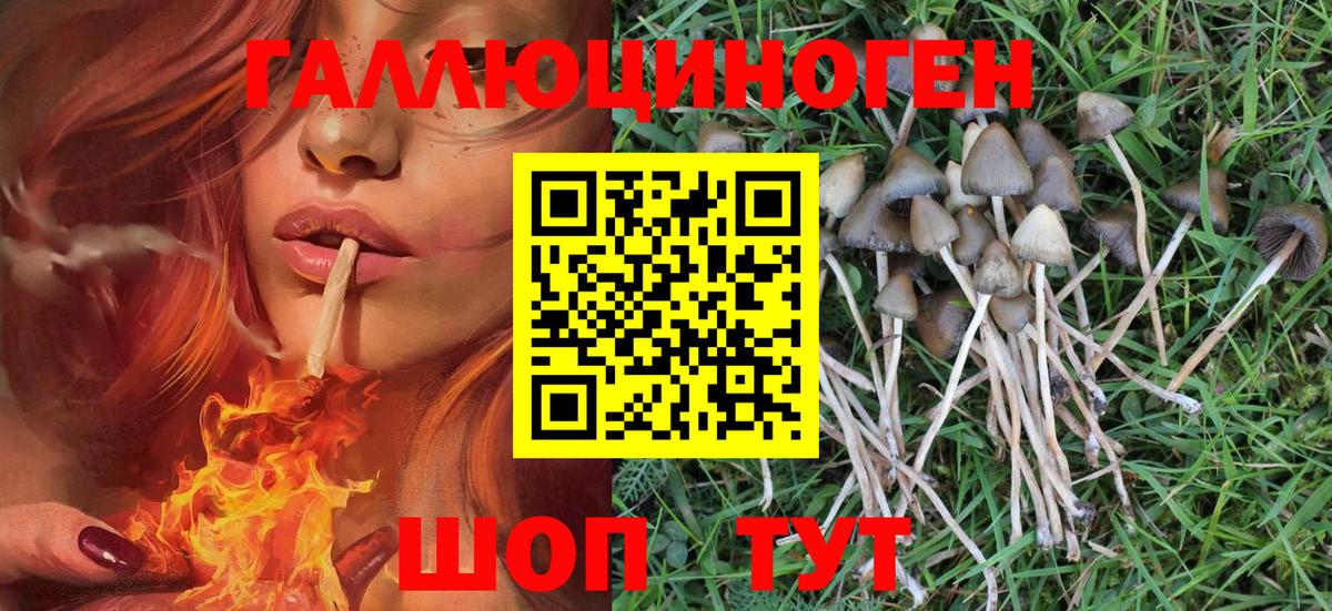 Галлюциногенные грибы MAGIC MUSHROOMS  Вход с VPN  Королёв 